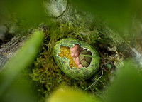 Newborn, Erika Download