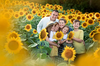 21 Sunflower, Drew