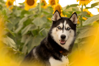 Sunflower, Andrea