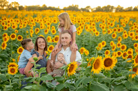Sunflower7