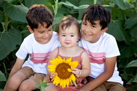 Sunflower3
