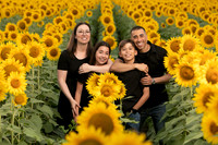 Sunflower1