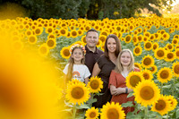 sunflower, knell
